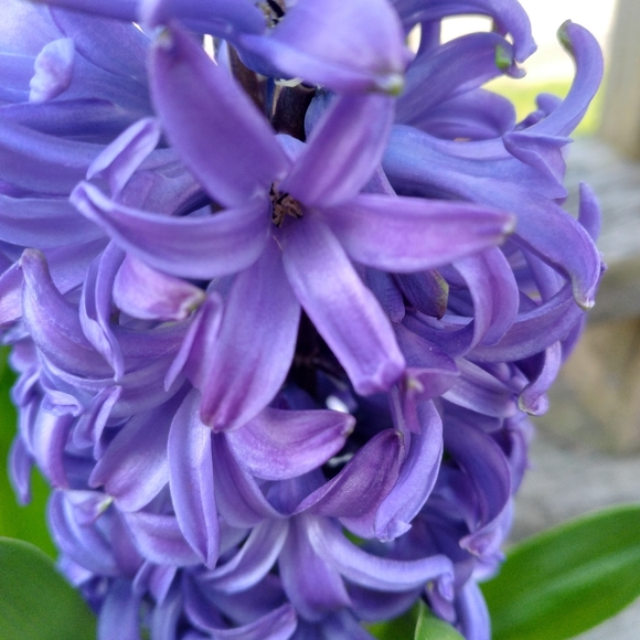 bluehyacinth201